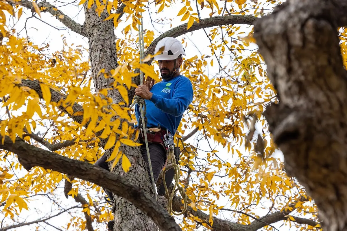 Skilled Tree Pruning crew working in Ortonville